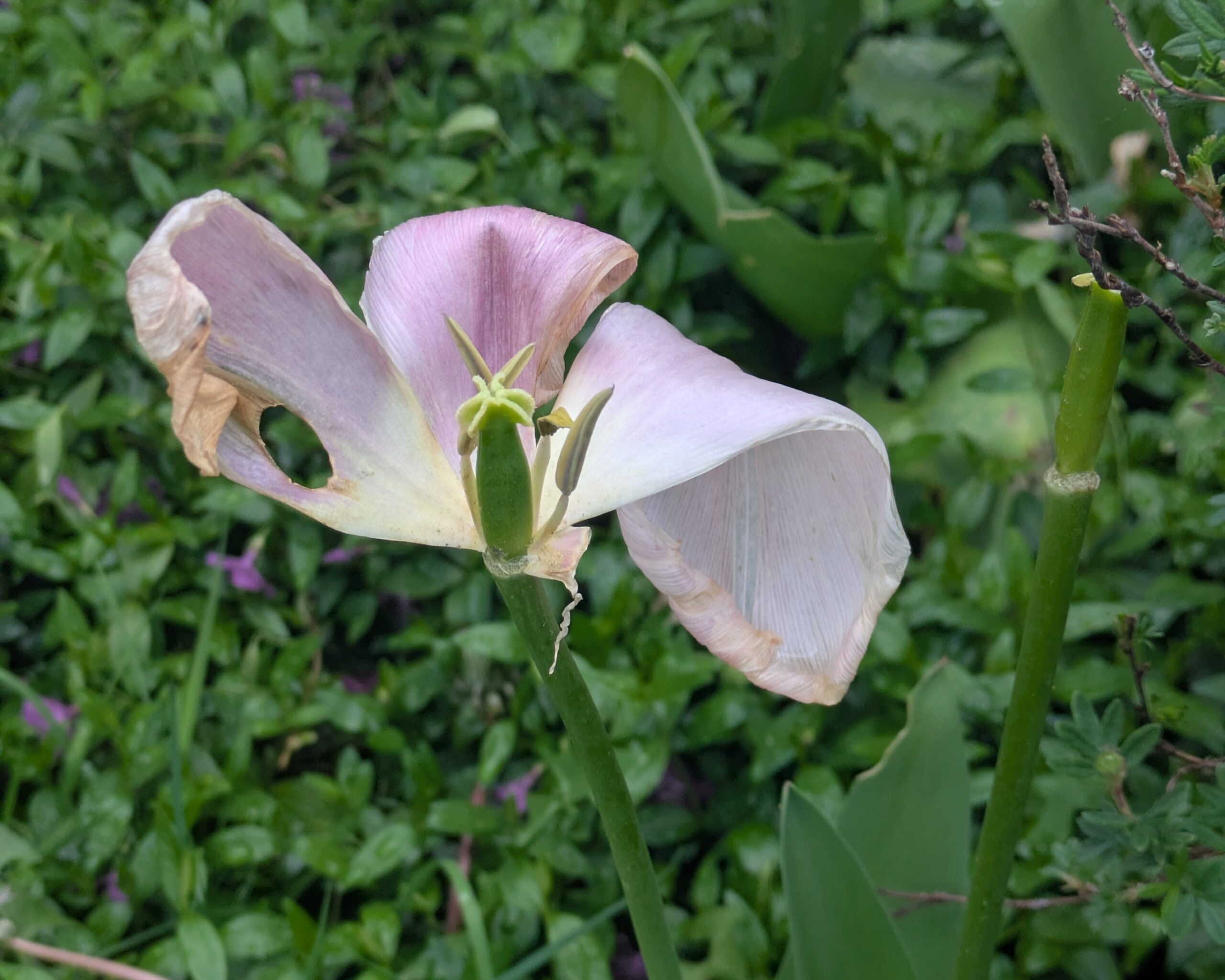 Melancholy End To Tulip Season